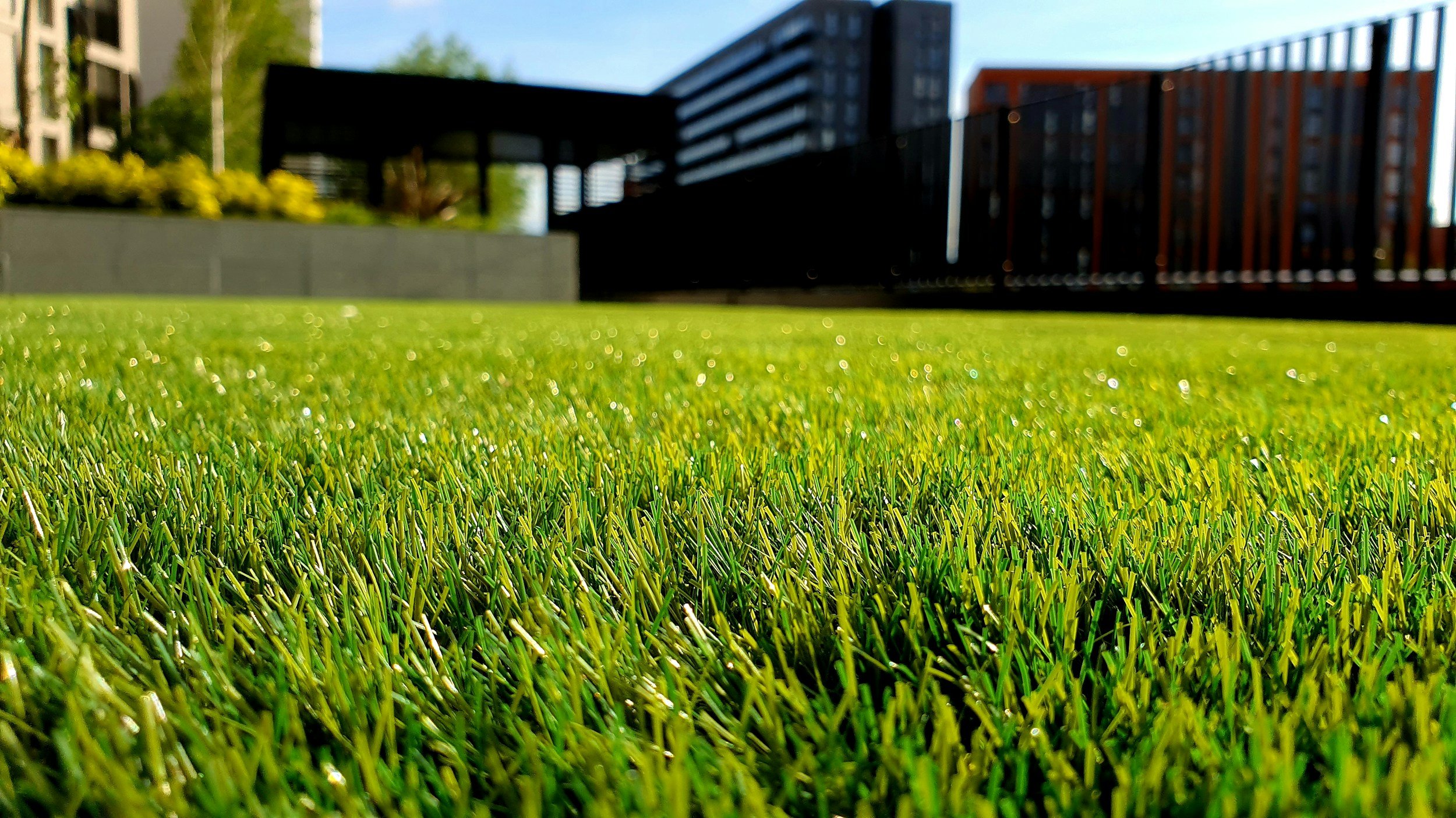 Close-up of freshly cut healthy green grass blades